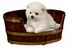 495017-WAL Jonathan Charles Country Farmhouse Walnut Wooden Dog Bed