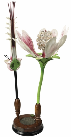 MC282 Authentic Models Flower Model Malvaceae