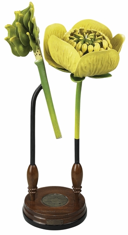 MC283 Authentic Models Flower Model Ranunculaceae