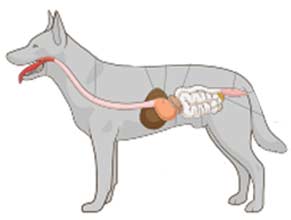 Canine Digestion Care