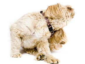 Canine Flea/Tick/Mite Control