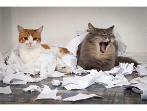 Cat Stain/Odor/Behavior