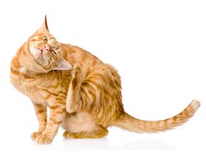 Cats Flea/Tick/Mite Control