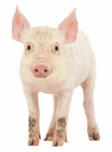 De-Wormers & Anti-Biotics