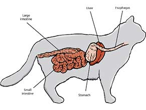 Digestion Care for Cats