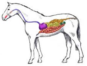 Digestion Care for Horses