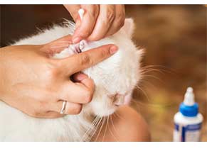 Ear Care for Cats