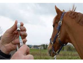 Equine Vaccines