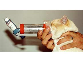 Expectorants for Cats