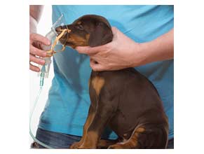 Expectorants for Dogs