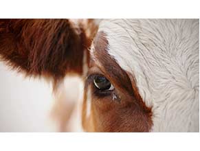 Eye Care for Cattle