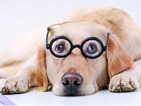 Eye Care for Dogs