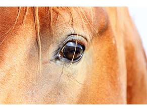 Eye Care for Horses