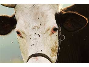 Fly Control Products