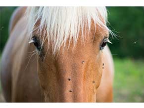 Fly Control Products for Horses