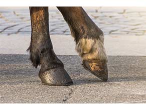 Hoof Care/Measuring