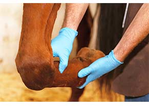 Joint Care for Horses
