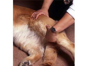 Joint Health for Dogs