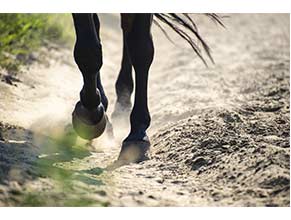 Liniments/Blisters/Leg Care