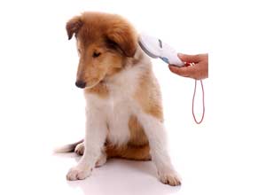 Microchips for Dogs