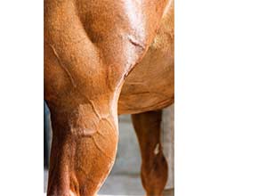 Natural Muscle Builders for Horses