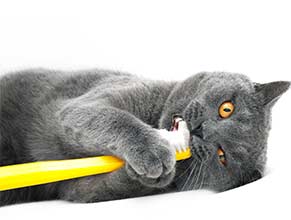 Oral Care for Cats