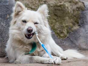 Oral Care for Dogs