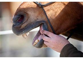 Oral Care for Horses