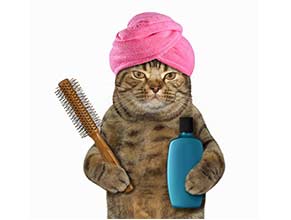 Shampoos/Grooming for Cats