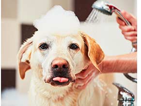 Shampoos/Grooming for Dogs