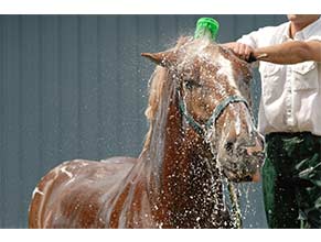 Shampoos/Grooming for Horses