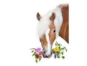 Vitamins, Minerals & Supplements