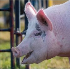 Vitamins & Supplements