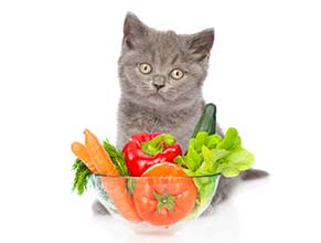 Vitamins/Supplements for Cats