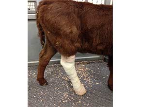 Wound Care/Antibiotics/Mastitis