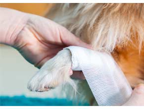 Wound Care/Pain Relief for Dogs