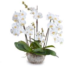 orchids