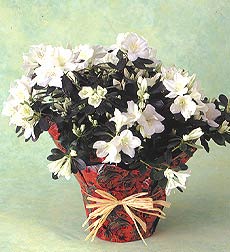 Azalea Plant