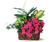 . Best Seller <br> Plants
