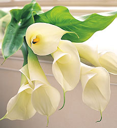 Bloom of the Month - 6 Calla Lilies