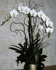 Blooming Plants