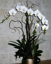Blooming Plants