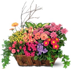 Blooming Plants & Orchids 