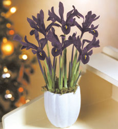 Blue Iris in White Ceramic Pot