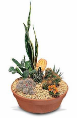 Cactus Dish 