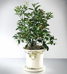 Calamondin Orange Tree in Stonington Pot
