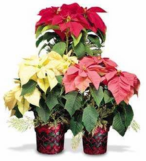  christmas poinsettia   plant              