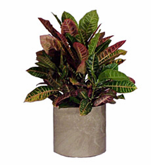 Croton Floor Plant