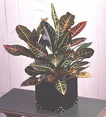 Croton Plant in Leather Container