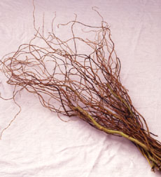 Curly Willow Branches